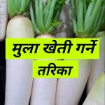 कुन मुला कहाँ, कसरी रोप्ने ?