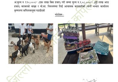 भारततर्फ लैजाँदै गरिएका ११ वटा बाख्रा बरामद भारततर्फ लैजाँदै गरिएका ११ वटा बाख्रा बरामद